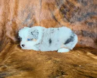 Cowboy, a male Miniature Australian Shepherd and Toy Australian Shepherd for sale in Sarcoxie, MO – Photo 9 of 10
