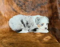 Cowboy, a male Miniature Australian Shepherd and Toy Australian Shepherd for sale in Sarcoxie, MO – Photo 8 of 10
