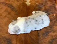 Cowboy, a male Miniature Australian Shepherd and Toy Australian Shepherd for sale in Sarcoxie, MO – Photo 8 of 8