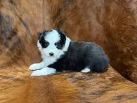 Reba, a female Miniature Australian Shepherd and Toy Australian Shepherd for sale in Sarcoxie, MO – 10 of 10