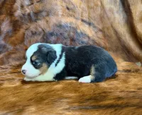 Lady, a female Pembroke Welsh Corgi and Toy Australian Shepherd for sale in Sarcoxie, MO – 6 of 9