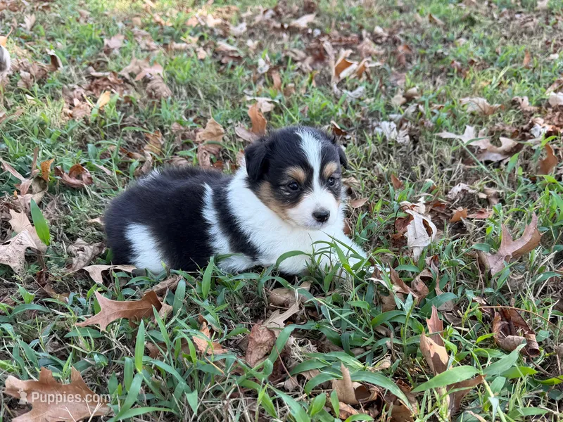 Chip – Miniature Australian Shepherd puppy for sale in Sarcoxie, MO