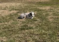 Sly, a male Miniature Australian Shepherd and Toy Australian Shepherd for sale in Sarcoxie, MO – Photo 3 of 6
