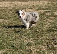 Sly, a male Miniature Australian Shepherd and Toy Australian Shepherd for sale in Sarcoxie, MO – Photo 1 of 6