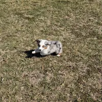 Sly, a male Miniature Australian Shepherd and Toy Australian Shepherd for sale in Sarcoxie, MO – Photo 5 of 6