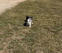 Sly, a male Miniature Australian Shepherd and Toy Australian Shepherd for sale in Sarcoxie, MO – Photo 4 of 6