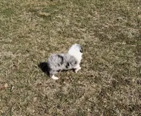 Sly, a male Miniature Australian Shepherd and Toy Australian Shepherd for sale in Sarcoxie, MO – Photo 6 of 6