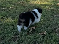 Chip, a male Miniature Australian Shepherd and Toy Australian Shepherd for sale in Sarcoxie, MO – 2 of 10