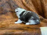 Cowboy, a  Miniature Australian Shepherd for sale in Sarcoxie, MO – 7 of 10