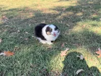 Lucky, a male Miniature Australian Shepherd for sale in Sarcoxie, MO – 9 of 10