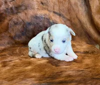 Bella, a female Pembroke Welsh Corgi and Toy Australian Shepherd for sale in Sarcoxie, MO – 8 of 8