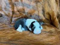 Lucky, a male Miniature Australian Shepherd for sale in Sarcoxie, MO – 3 of 10