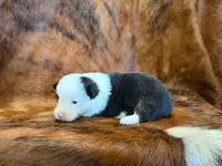 Luna, a female Pembroke Welsh Corgi and Toy Australian Shepherd for sale in Sarcoxie, MO – 8 of 9