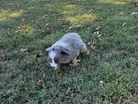 Ace, a male Miniature Australian Shepherd and Toy Australian Shepherd for sale in Sarcoxie, MO – 10 of 10