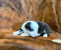 Luna, a female Pembroke Welsh Corgi and Toy Australian Shepherd for sale in Sarcoxie, MO – 2 of 9