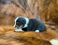 Buddy, a male Pembroke Welsh Corgi and Toy Australian Shepherd for sale in Sarcoxie, MO – 6 of 9