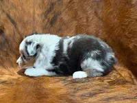 Cowboy, a male Miniature Australian Shepherd and Toy Australian Shepherd for sale in Sarcoxie, MO – 10 of 10