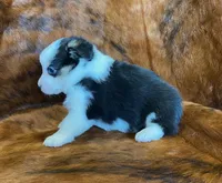 Scout, a male Pembroke Welsh Corgi and Toy Australian Shepherd for sale in Sarcoxie, MO – Photo 7 of 10