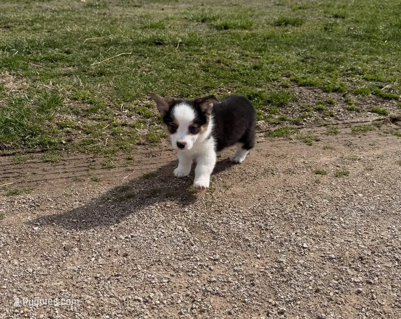 Scout – Pembroke Welsh Corgi, Toy Australian Shepherd puppy for sale in Sarcoxie, MO