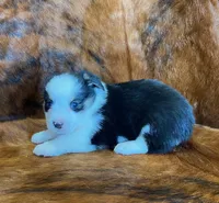 Scout, a male Pembroke Welsh Corgi and Toy Australian Shepherd for sale in Sarcoxie, MO – Photo 10 of 10