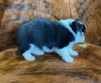 Scout, a male Pembroke Welsh Corgi and Toy Australian Shepherd for sale in Sarcoxie, MO – Photo 8 of 10