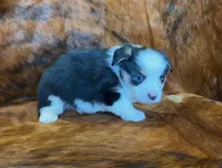 Scout, a male Pembroke Welsh Corgi and Toy Australian Shepherd for sale in Sarcoxie, MO – Photo 4 of 10