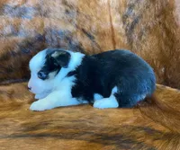 Scout, a male Pembroke Welsh Corgi and Toy Australian Shepherd for sale in Sarcoxie, MO – Photo 9 of 10