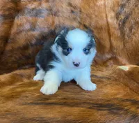 Scout, a male Pembroke Welsh Corgi and Toy Australian Shepherd for sale in Sarcoxie, MO – Photo 3 of 10