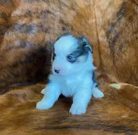 Scout, a male Pembroke Welsh Corgi and Toy Australian Shepherd for sale in Sarcoxie, MO – Photo 5 of 10