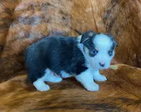 Scout, a male Pembroke Welsh Corgi and Toy Australian Shepherd for sale in Sarcoxie, MO – Photo 6 of 10