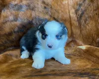 Scout, a male Pembroke Welsh Corgi and Toy Australian Shepherd for sale in Sarcoxie, MO – Photo 1 of 10