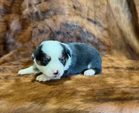 Ranger, a male Pembroke Welsh Corgi and Toy Australian Shepherd for sale in Sarcoxie, MO – 7 of 9