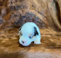 Leo, a male Pembroke Welsh Corgi and Toy Australian Shepherd for sale in Sarcoxie, MO – 5 of 6