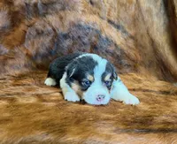 Daisy, a female Pembroke Welsh Corgi and Toy Australian Shepherd for sale in Sarcoxie, MO – 4 of 8