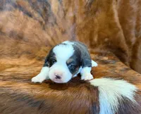 Prince, a male Pembroke Welsh Corgi and Toy Australian Shepherd for sale in Sarcoxie, MO – 7 of 10
