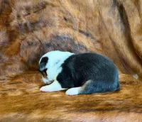 Ranger, a male Pembroke Welsh Corgi and Toy Australian Shepherd for sale in Sarcoxie, MO – 3 of 9