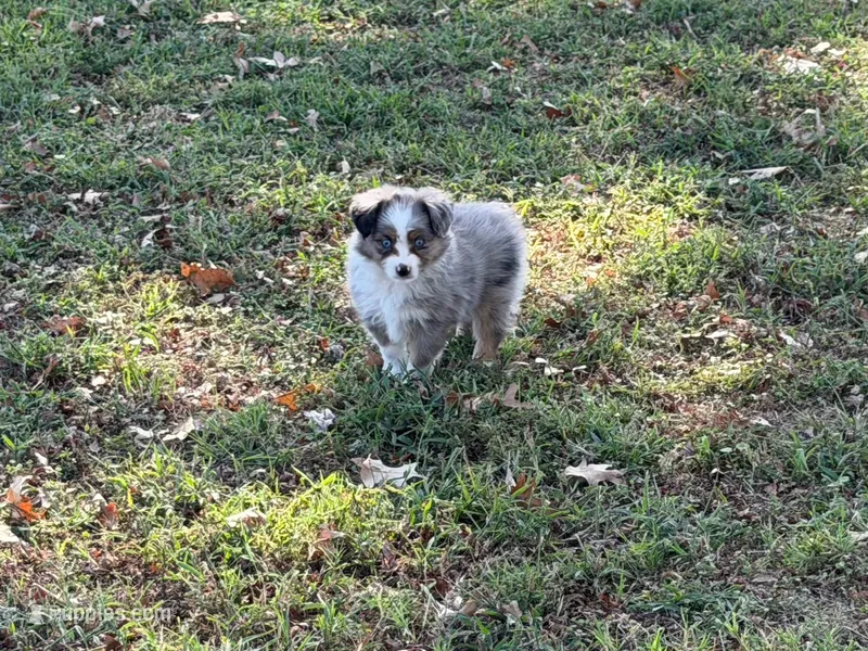 Ace – Miniature Australian Shepherd, Toy Australian Shepherd puppy for sale in Sarcoxie, MO
