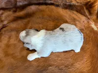 Hank, a male Miniature Australian Shepherd for sale in Sarcoxie, MO – 9 of 9