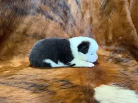 Rocky, a male Pembroke Welsh Corgi and Toy Australian Shepherd for sale in Sarcoxie, MO – 4 of 6