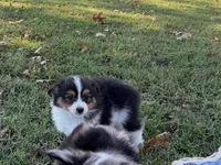 Chip, a male Miniature Australian Shepherd and Toy Australian Shepherd for sale in Sarcoxie, MO – 4 of 10