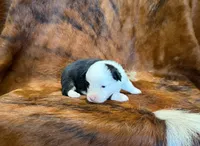 Luna, a female Pembroke Welsh Corgi and Toy Australian Shepherd for sale in Sarcoxie, MO – 7 of 9