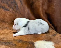 Jaz, a male Pembroke Welsh Corgi and Toy Australian Shepherd for sale in Sarcoxie, MO – 8 of 10