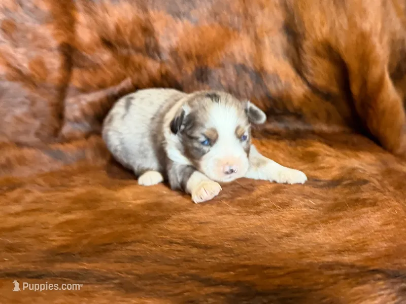 Ace – Miniature Australian Shepherd puppy for sale in Sarcoxie, MO