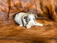 Ace, a male Miniature Australian Shepherd for sale in Sarcoxie, MO – 1 of 10