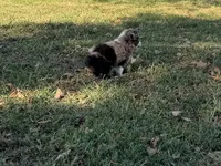 Tiger, a male Miniature Australian Shepherd and Toy Australian Shepherd for sale in Sarcoxie, MO – 10 of 10