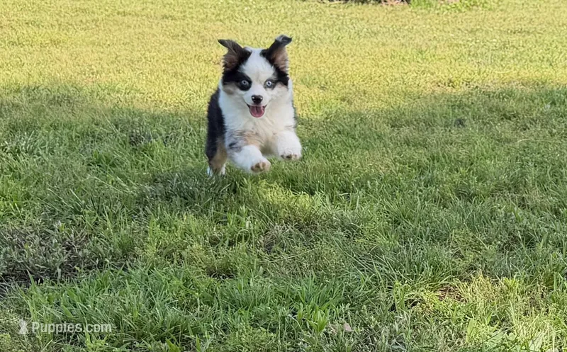 Chief – Toy Australian Shepherd puppy for sale in Sarcoxie, MO