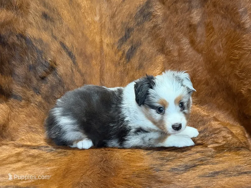Cowboy – Miniature Australian Shepherd, Toy Australian Shepherd puppy for sale in Sarcoxie, MO