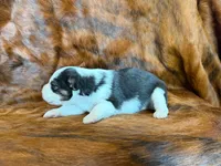 Lucky, a male Miniature Australian Shepherd for sale in Sarcoxie, MO – 9 of 10