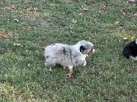 Hank, a male Miniature Australian Shepherd for sale in Sarcoxie, MO – 4 of 9