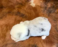 Jaz, a male Pembroke Welsh Corgi and Toy Australian Shepherd for sale in Sarcoxie, MO – 10 of 10